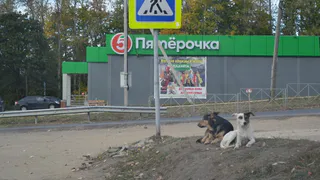 Новые жертвы бродячих  собак: в Пронске загрызли пять коз