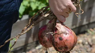Пожелтел лук? Агроном Гуляева рассказала, как бороться с луковой мухой в конце июня — поможет эта приправа