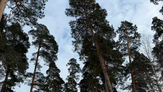 Рязанцев призвали быть осторожными при посещении зимнего леса