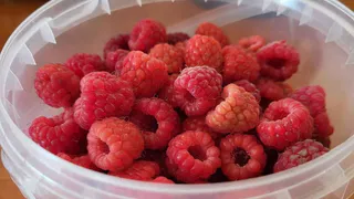 1 подкормка в мае - и малина становится размером с грецкий орех: ветки гнутся до земли, собираю тазами каждые 3 дня