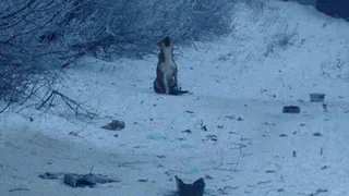 В Кораблино собака две недели бегает с капканом на лапе