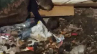 Жители Рязани пожаловались на полчища крыс возле жилых домов