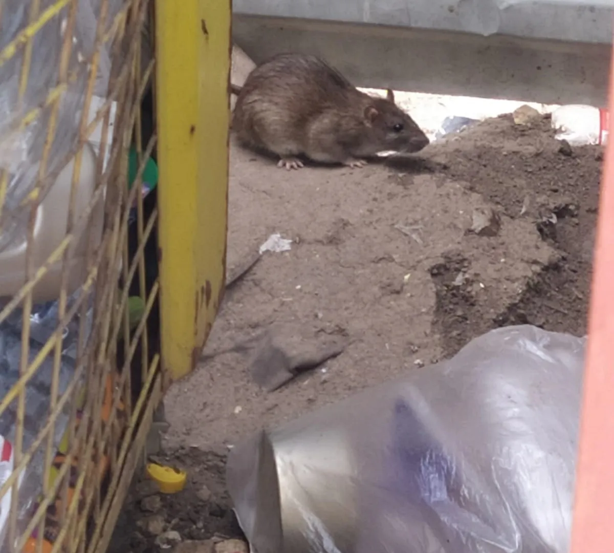Жильцы дома на Касимовском шоссе в Рязани жалуются на огромное количество крыс