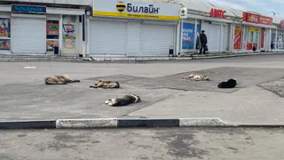 Рязанцы возмущены бездействием службы отлова бездомных животных
