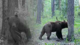 В Окском заповеднике Рязанской области на видео засняли медведя