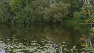 В пруду под Рязанью утонул мужчина