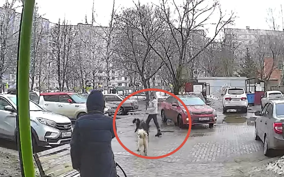 В Канищеве бродячие собаки напали на домашнюю