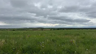 Заросли дикой конопли нашли в Сасовском районе 