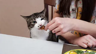 Почему нельзя кормить кошку со стола: 1 привычка хозяев, которая сокращает жизнь питомца на 5 лет