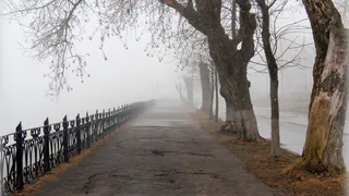 Жителей Рязанской области предупредили о сильном тумане и ветре до 17 м/с