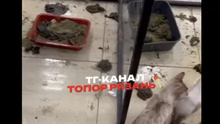 Рязанцы пришли в ужас от состояния кошек и антисанитарии на "Мурфесте"