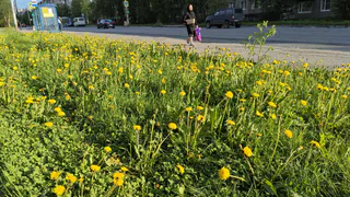 В Рязанской области 29 июня ожидается до +27 °С, осадков не предвидится