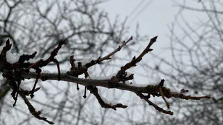 Туман и гололед: в Рязани выпустили метеопредупреждение