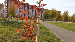 В Рязани в сквере "Вишневый сад" провели субботник и высадили 51 рябину