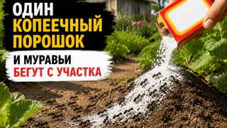Забейте на дорогую химию и кипяток: один копеечный кухонный порошок прогонит муравейник с участка - они сбегут толпами