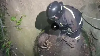 В Рязани спасатели достали из колодца барсука