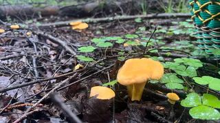 Лисичек море: грибники рассказали о находках под Касимовым