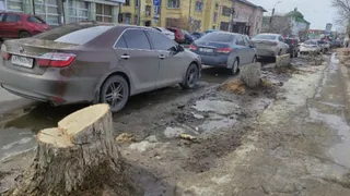 Было разрешено: в “Северной компании” прокомментировали спил тополей на Радищева