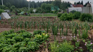 В рязанской смородине нашли опасные химикаты