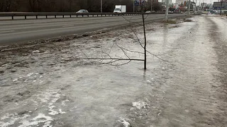 31 января вандалы уничтожили молодые деревья на Московском шоссе в Рязани