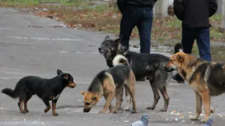 Мэр пообещала разобраться: в Кальном бродячие собаки напали на 12-летнюю девочку