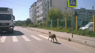 В Кальном бродит овца, зоозащитники просят зоопарки приютить её
