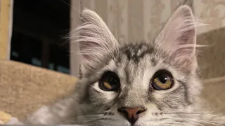 Вот как кошка “кричит” о боли без звуков: пять признаков, которые пропускает даже заботливая хозяйка