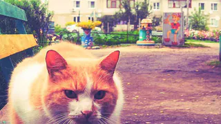 Instagram рязанцев: угрюмый рыжий, пристань, шары в городе, прыжок в бездну