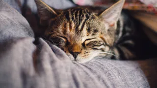 1 апреля в Рязани проведут бесплатную вакцинацию кошек и собак от бешенства