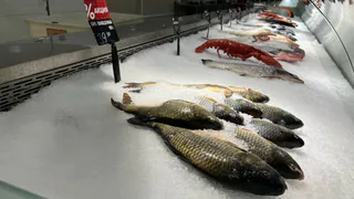 Эта рыба - ужасно опасна: доверху набирать ртутью и тяжелыми металлами 