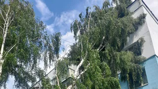 17 июня во время непогоды в Рязани рухнуло 95 деревьев