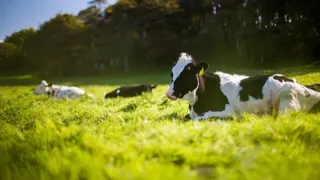 Как появляются кисломолочные продукты?