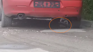Рязанцы сняли на видео полчища огромных крыс на улице