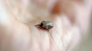 Клещи боятся этого средства, как огня: достаточно нескольких капель