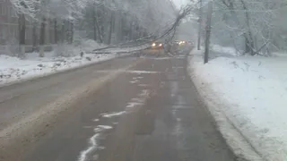 На улице Юбилейной дерево упало на проезжую часть