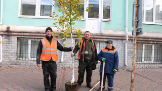 В Рязани продолжаются работы по высадке деревьев