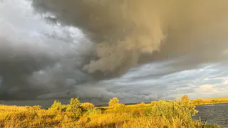 Рязанские фермеры собирают урожай ценных масличных культур