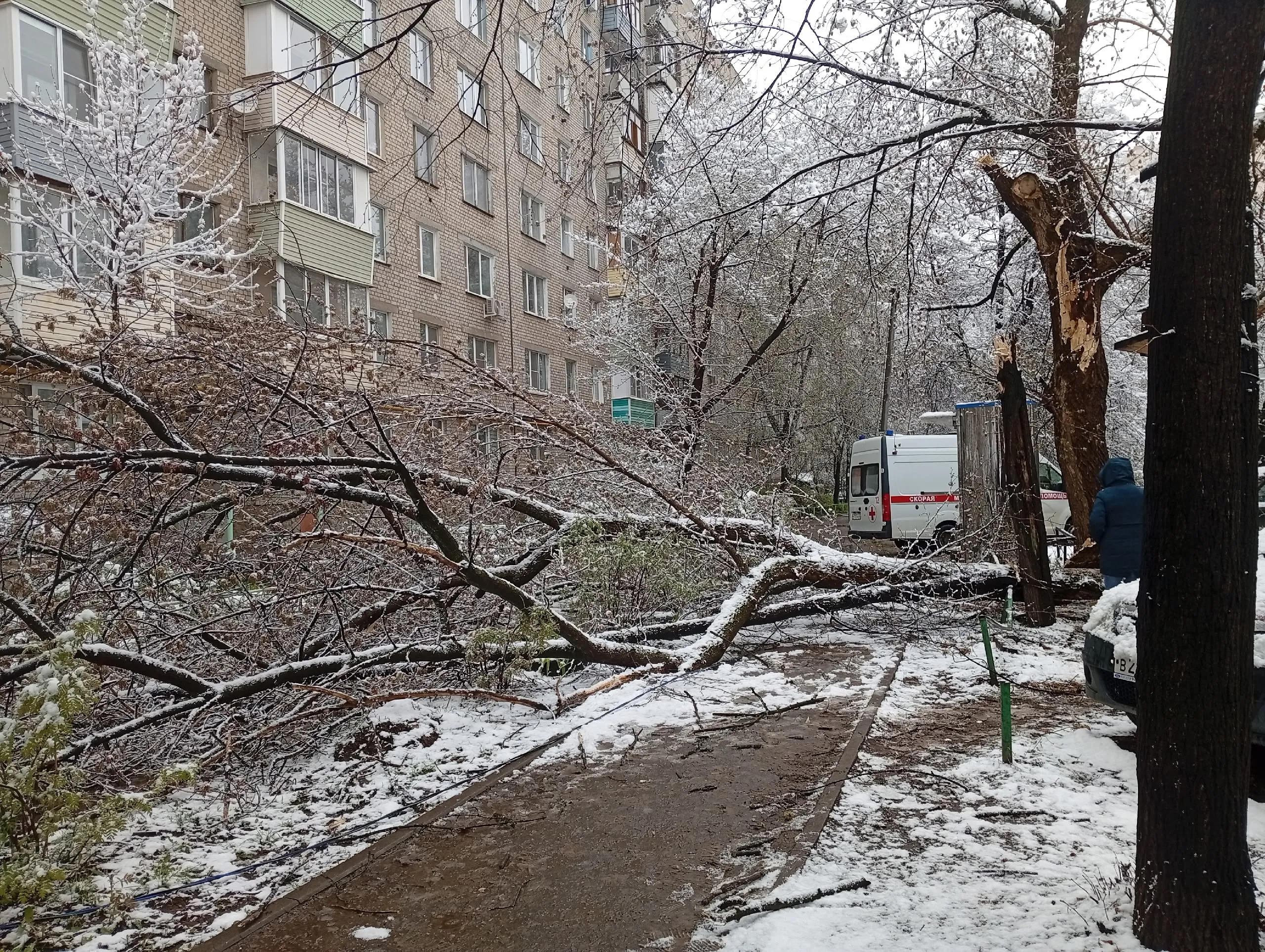 «Пилят здоровые, а сухие стоят»: рязанцы — об аварийных деревьях после падения ствола на школьницу