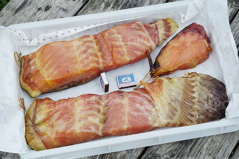 Личный рекорд: рыбак из Кировской области 40 минут сражался со 102-килограммовым сомом