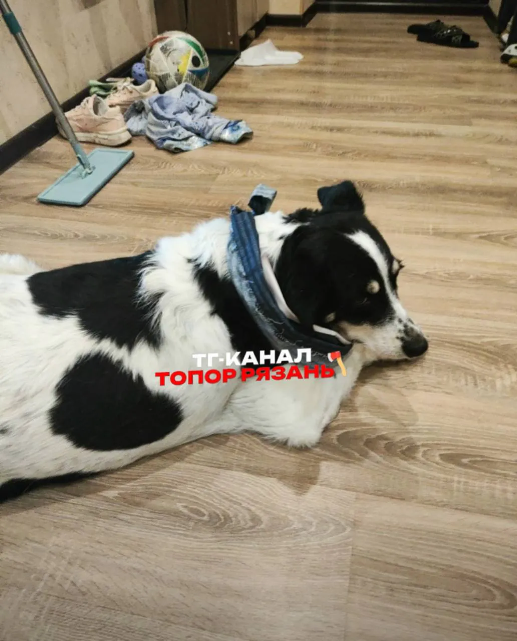 Шесть кошек погибли, собака истекает кровью: ночной пожар в Рязани разделил горожан на два лагеря